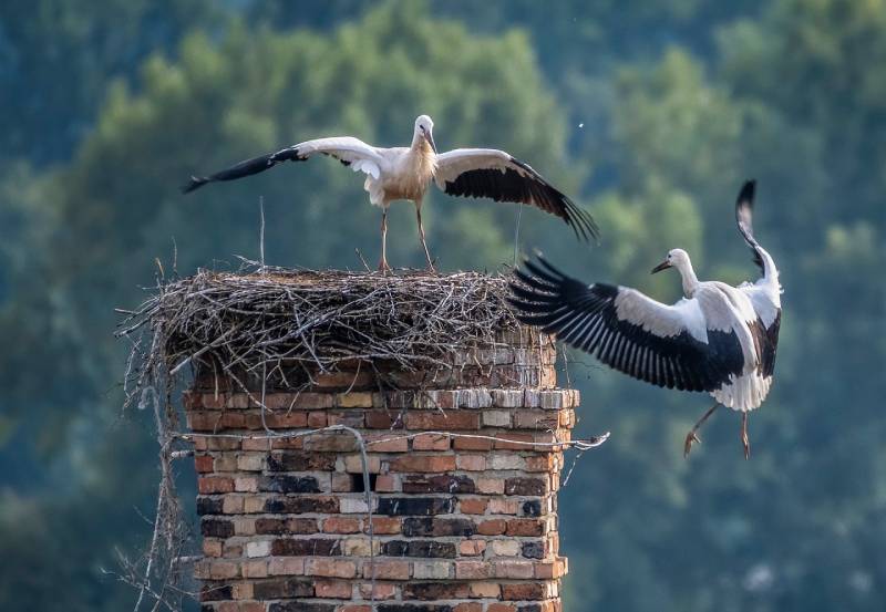 Professional Chimney Animal Removal Services in Upton, Massachusetts