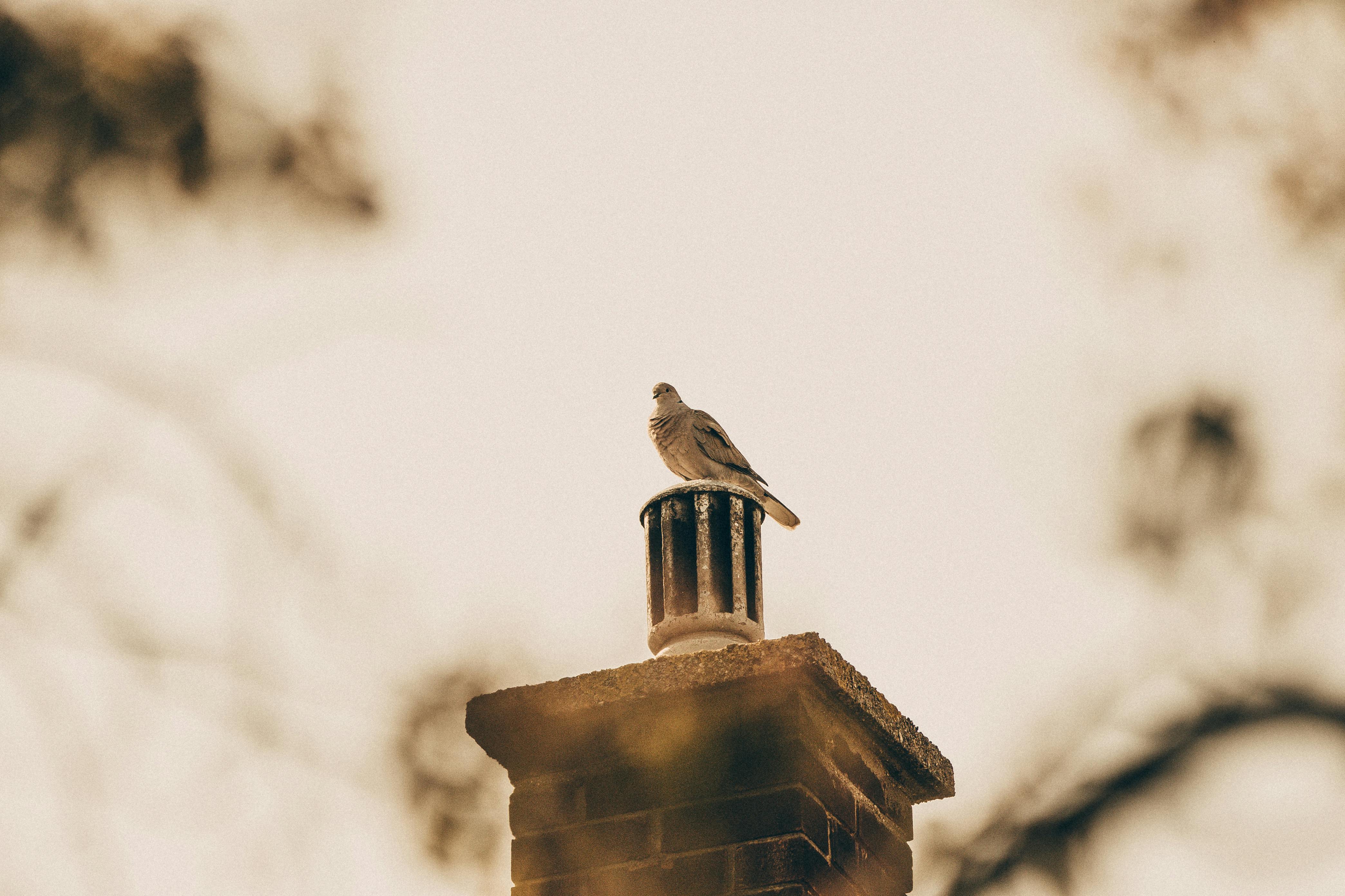 Expert Chimney Cap Installation in Upton, Massachusetts